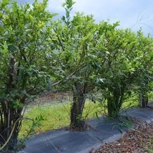 thumbnail for publication: Pruning Southern Highbush Blueberry in Florida